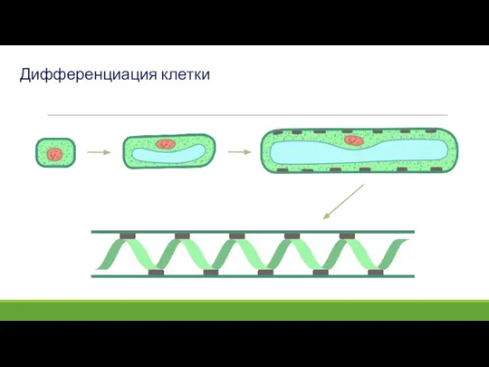 Дифференциация клетки