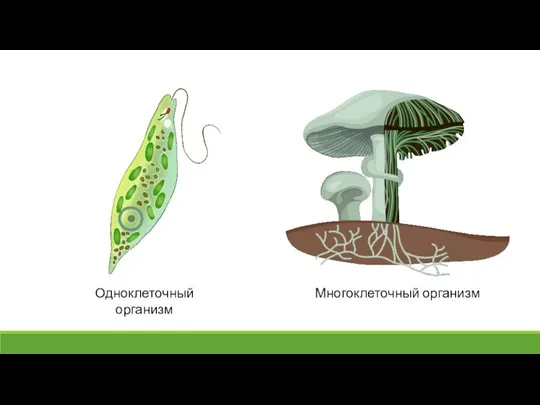 Одноклеточный организм Многоклеточный организм
