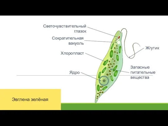 Хлоропласт Эвглена зелёная Жгутик Светочувствительный глазок Ядро Запасные питательные вещества Сократительная вакуоль