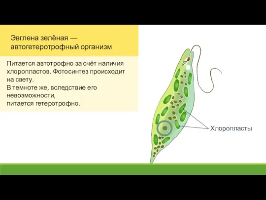 Эвглена зелёная ― автогетеротрофный организм Питается автотрофно за счёт наличия хлоропластов.