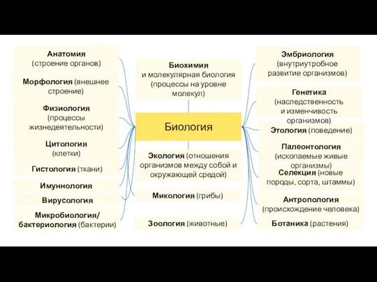 Биология Экология (отношения организмов между собой и окружающей средой) Анатомия (строение