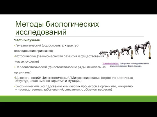 Методы биологических исследований Частнонаучные: Генеалогический (родословные, характер наследования признаков) Исторический (закономерности