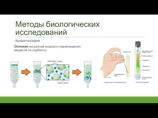 Методы биологических исследований Хроматография Основан на разной скорости перемещения веществ по сорбенту