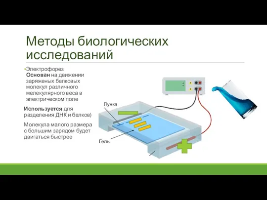 Методы биологических исследований Электрофорез Основан на движении заряженых белковых молекул различного