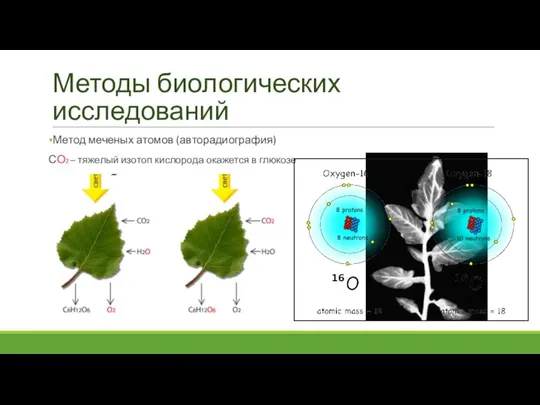 Методы биологических исследований Метод меченых атомов (авторадиография) СО2 – тяжелый изотоп кислорода окажется в глюкозе