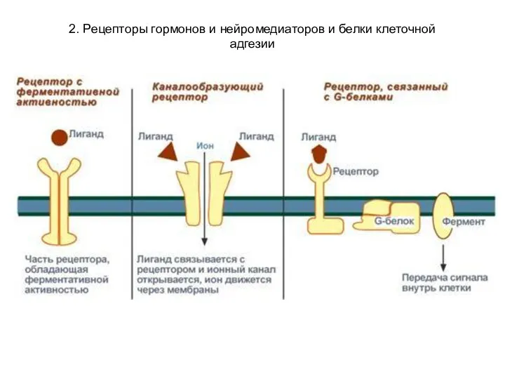 2. Рецепторы гормонов и нейромедиаторов и белки клеточной адгезии