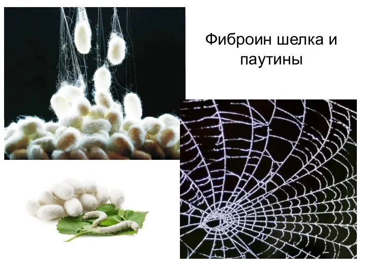 Фиброин шелка и паутины