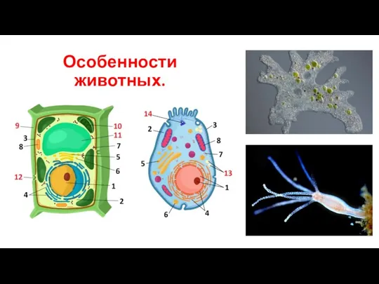 Особенности животных.