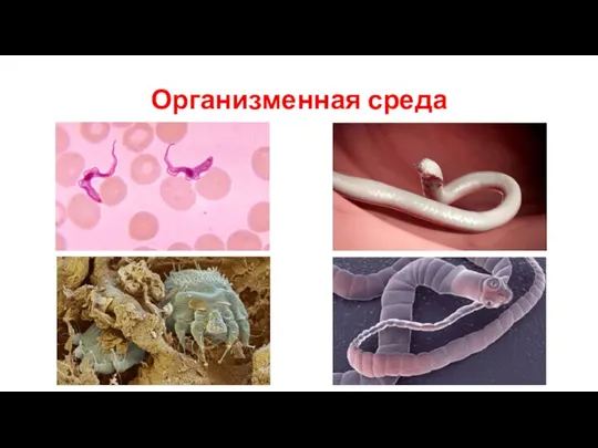 Организменная среда