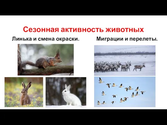 Сезонная активность животных Линька и смена окраски. Миграции и перелеты.