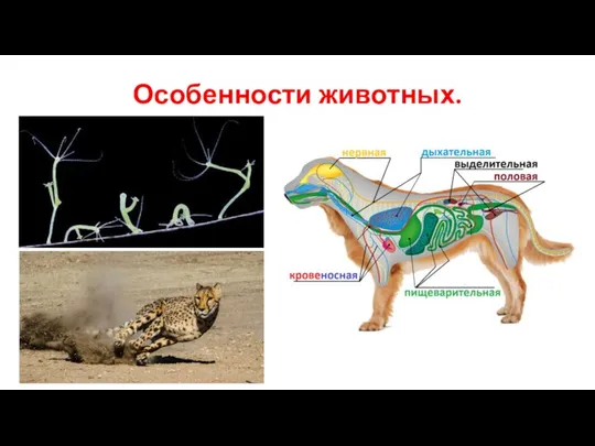 Особенности животных.