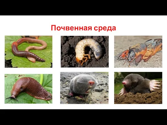 Почвенная среда