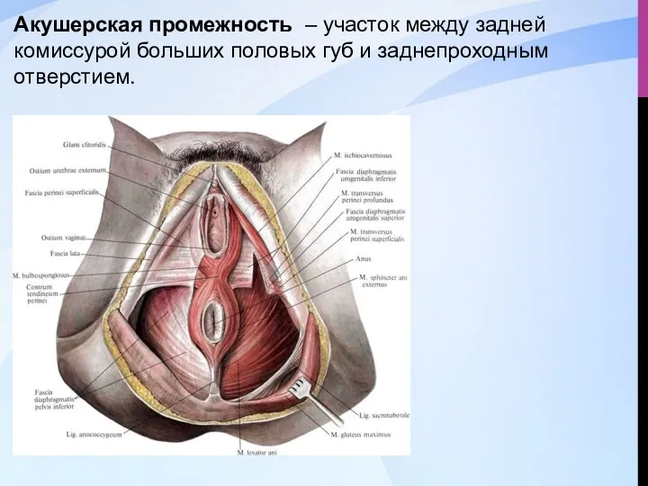 Акушерская промежность – участок между задней комиссурой больших половых губ и заднепроходным отверстием.