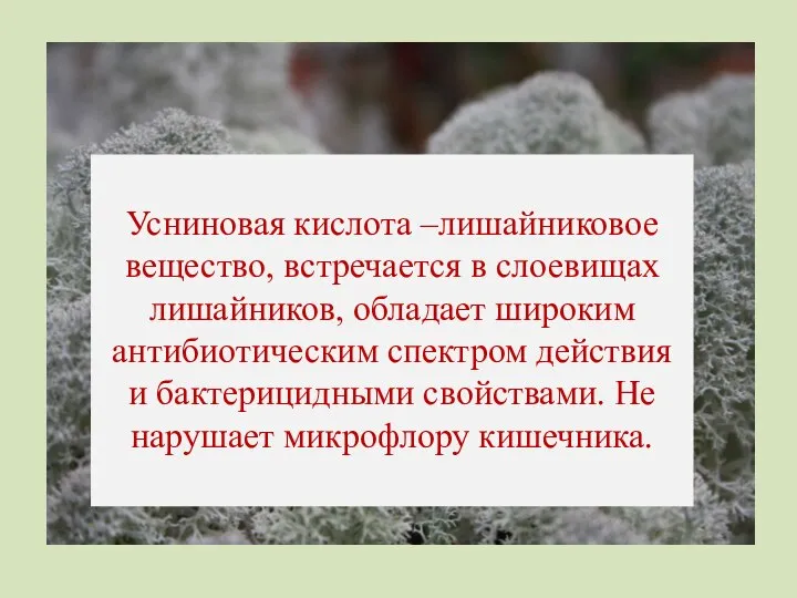 Усниновая кислота –лишайниковое вещество, встречается в слоевищах лишайников, обладает широким антибиотическим