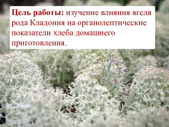 Цель работы: изучение влияния ягеля рода Кладония на органолептические показатели хлеба домашнего приготовления.