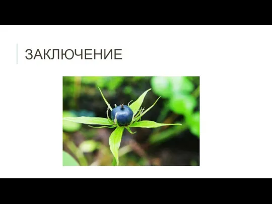 ЗАКЛЮЧЕНИЕ