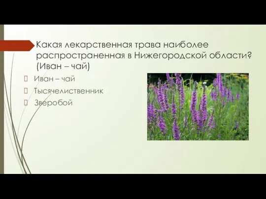 Какая лекарственная трава наиболее распространенная в Нижегородской области? (Иван – чай) Иван – чай Тысячелиственник Зверобой