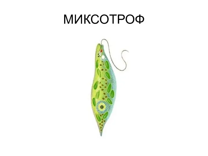 МИКСОТРОФ