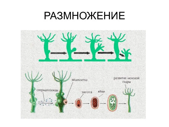 РАЗМНОЖЕНИЕ