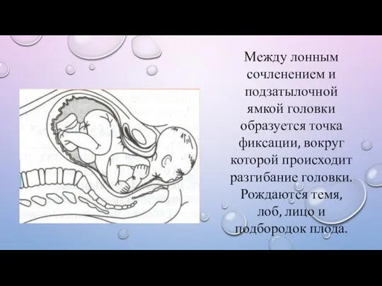 Между лонным сочленением и подзатылочной ямкой головки образуется точка фиксации, вокруг