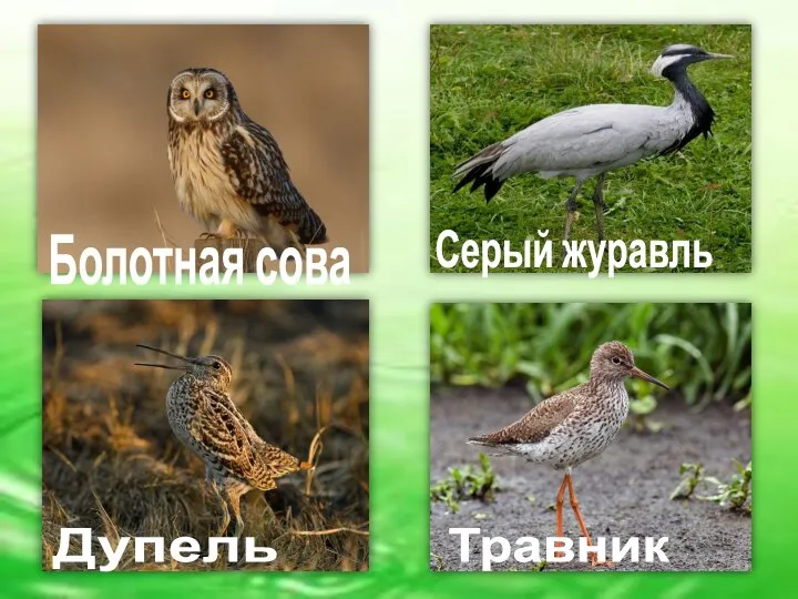 Дупель Серый журавль Травник Болотная сова