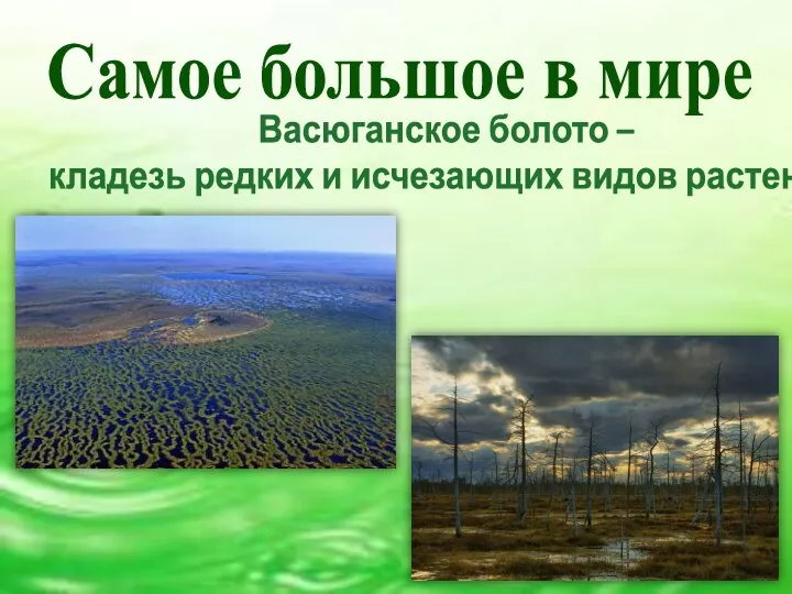 Самое большое в мире Васюганское болото – кладезь редких и исчезающих видов растений