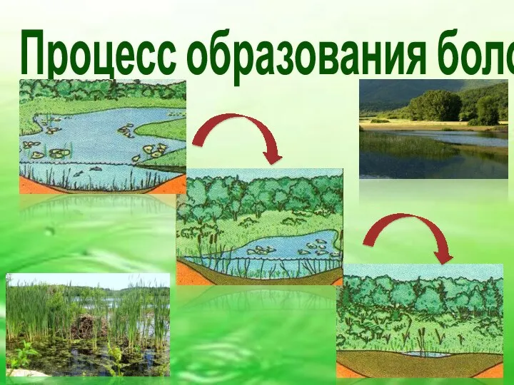 Процесс образования болота