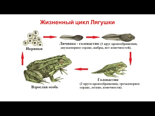 Жизненный цикл Лягушки
