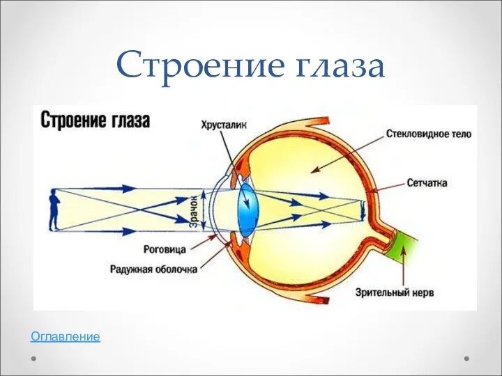 Строение глаза Оглавление