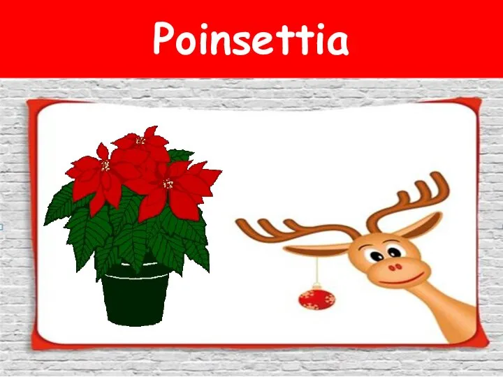 Poinsettia