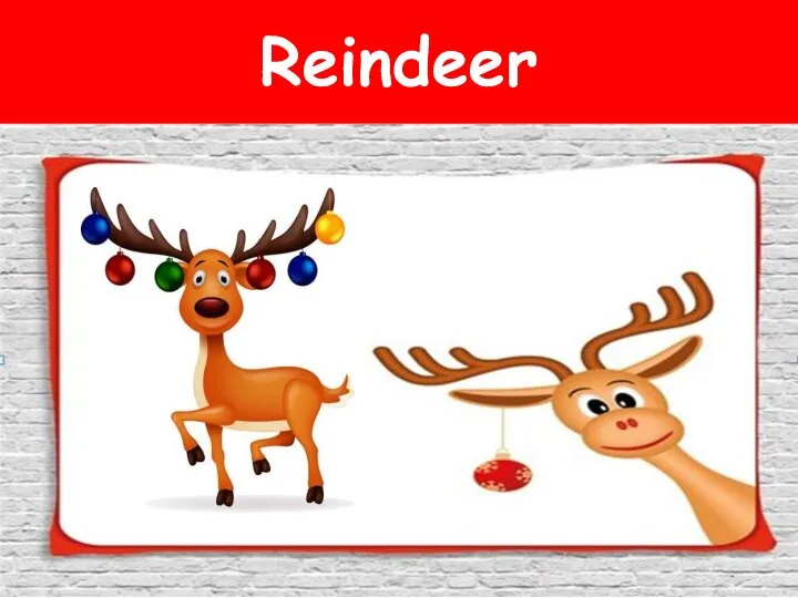 Reindeer