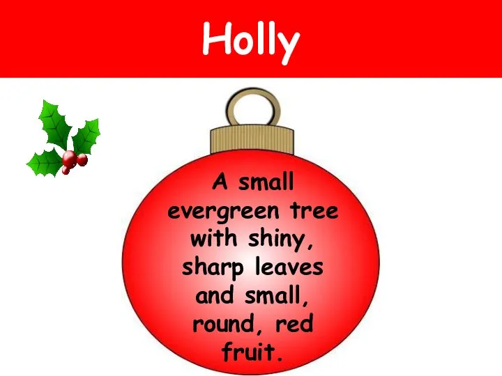 Holly A small evergreen tree with shiny, sharp leaves and small, round, red fruit.