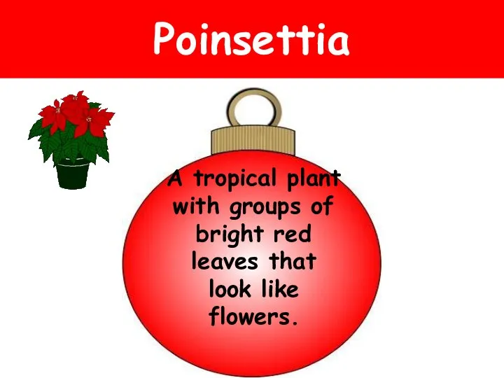 Poinsettia A tropical plant with groups of bright red leaves that look like flowers.