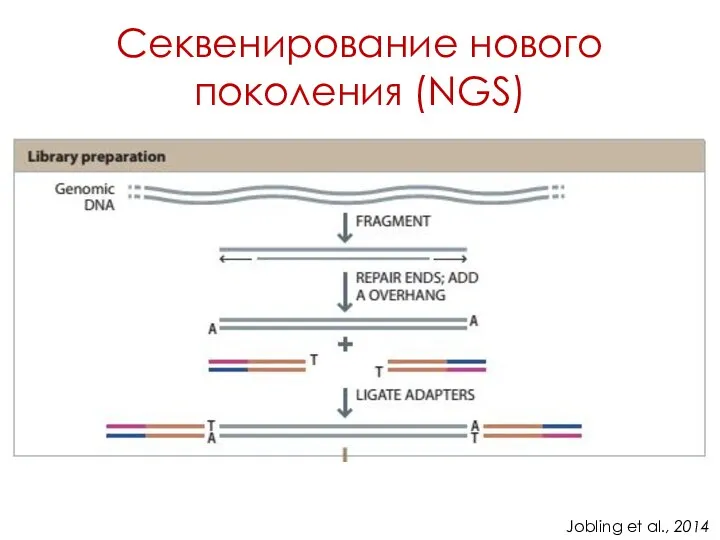 Секвенирование нового поколения (NGS) Jobling et al., 2014