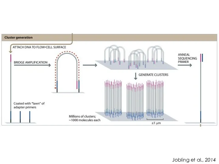 Jobling et al., 2014