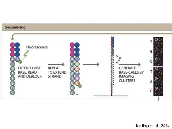 Jobling et al., 2014