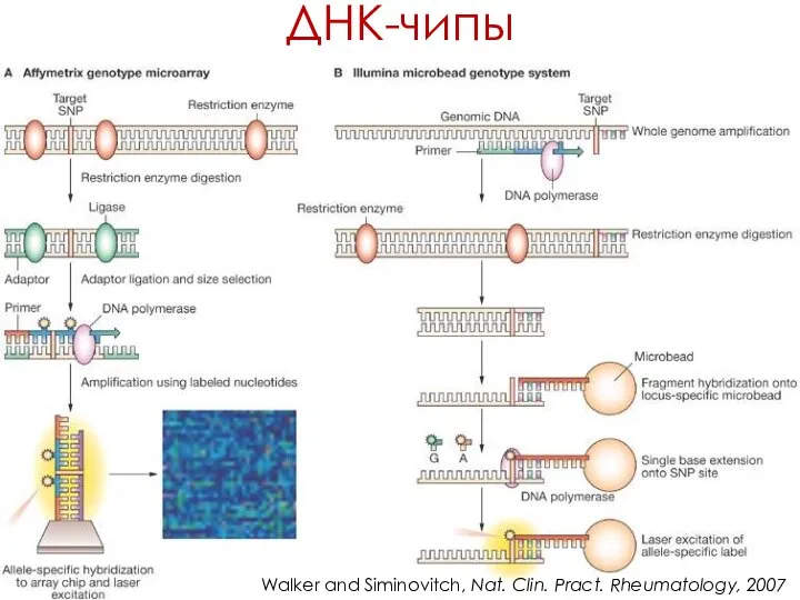 ДНК-чипы Walker and Siminovitch, Nat. Clin. Pract. Rheumatology, 2007