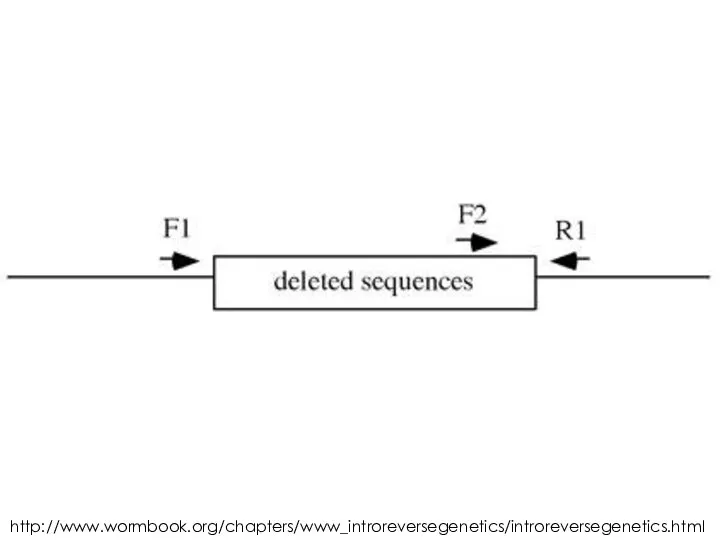 http://www.wormbook.org/chapters/www_introreversegenetics/introreversegenetics.html