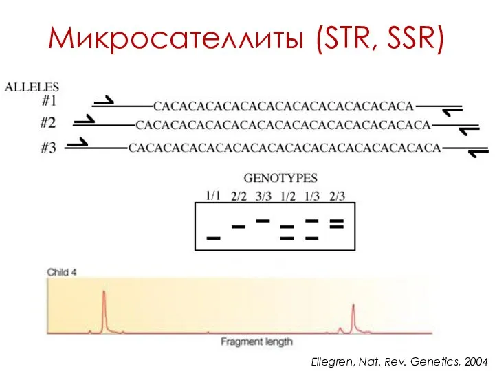 Микросателлиты (STR, SSR) Ellegren, Nat. Rev. Genetics, 2004