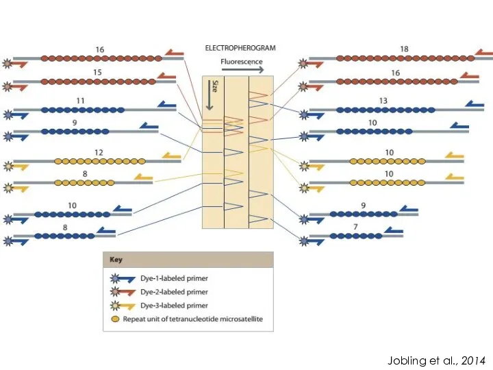 Jobling et al., 2014