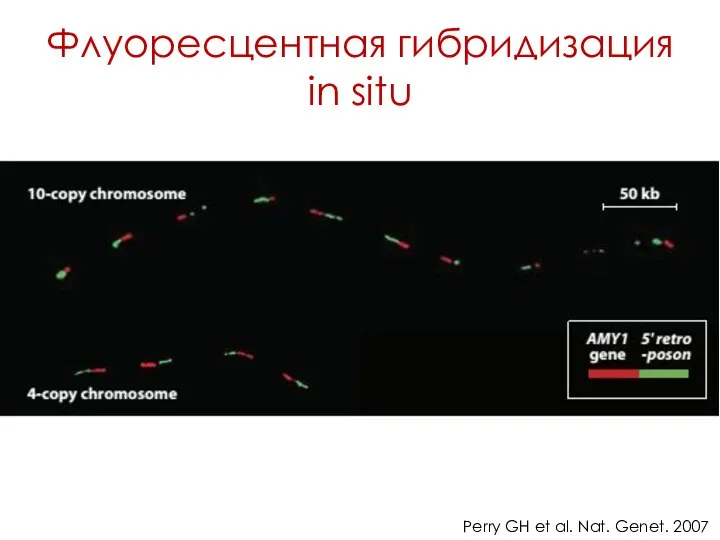 Флуоресцентная гибридизация in situ Perry GH et al. Nat. Genet. 2007