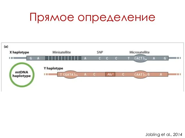 Прямое определение Jobling et al., 2014