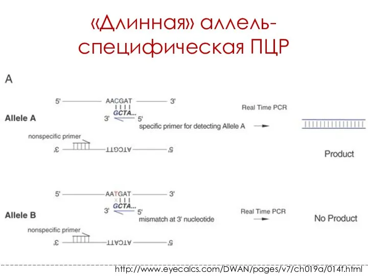 «Длинная» аллель-специфическая ПЦР http://www.eyecalcs.com/DWAN/pages/v7/ch019a/014f.html