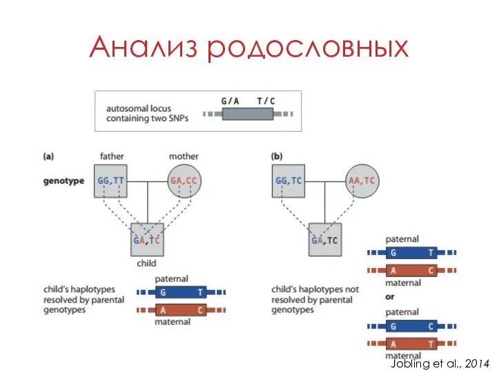 Анализ родословных Jobling et al., 2014