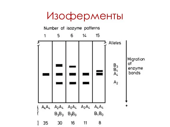 Изоферменты