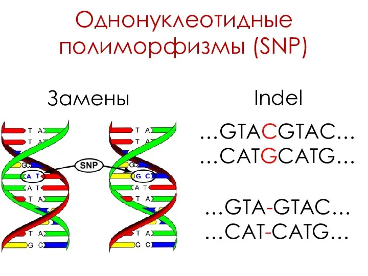 Однонуклеотидные полиморфизмы (SNP) …GTACGTAC… …CATGCATG… …GTA-GTAC… …CAT-CATG… Замены Indel