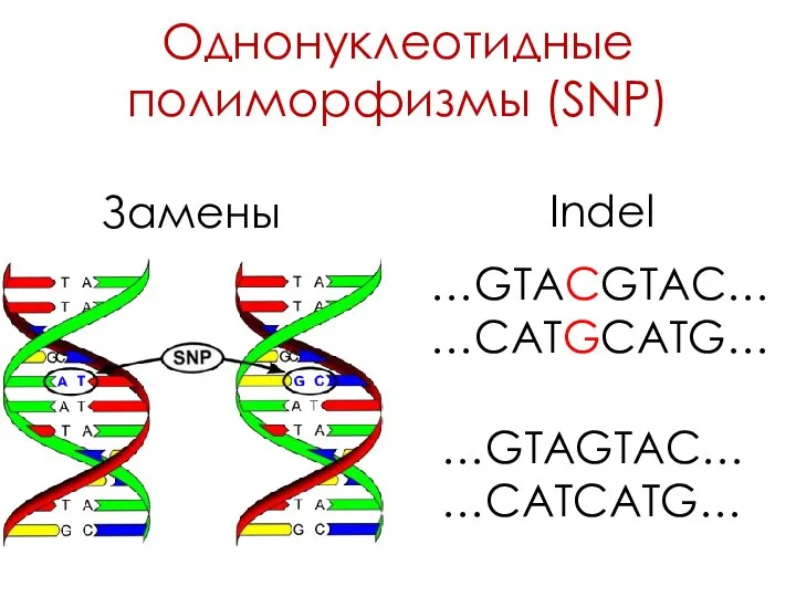 Однонуклеотидные полиморфизмы (SNP) …GTACGTAC… …CATGCATG… …GTAGTAC… …CATCATG… Замены Indel