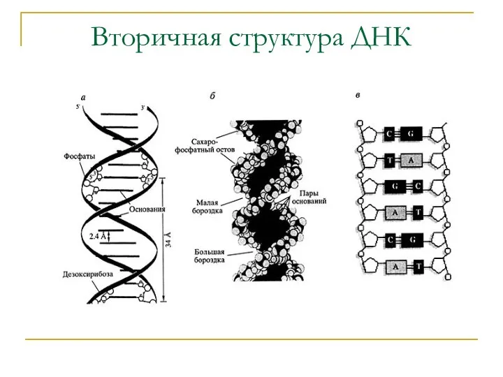 Вторичная структура ДНК