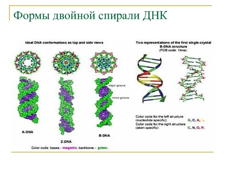 Формы двойной спирали ДНК