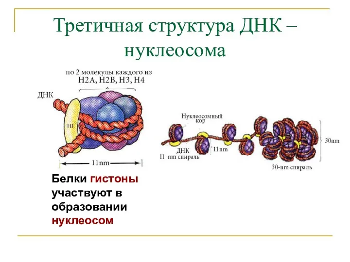 Третичная структура ДНК – нуклеосома Белки гистоны участвуют в образовании нуклеосом